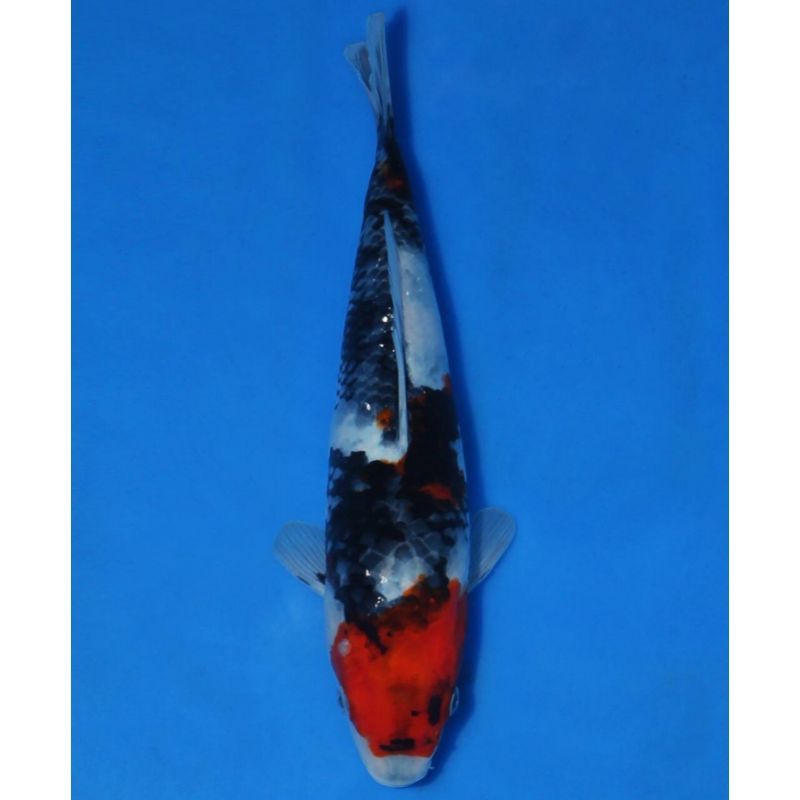 IKAN KOI IMPORT SHOWA SANKE ISA FARM