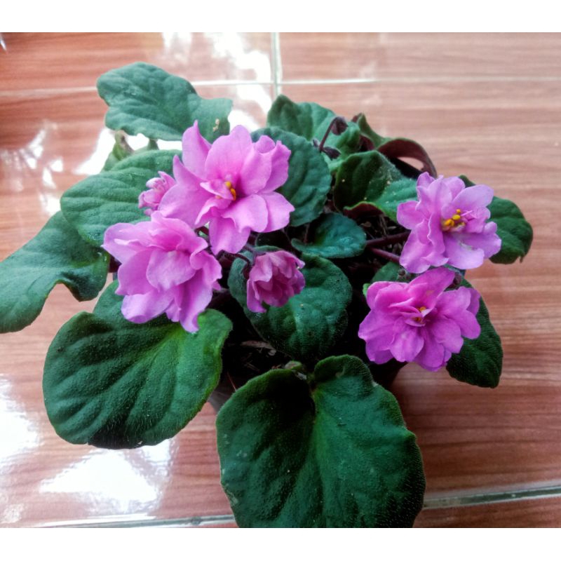 Tanaman hias african violet flant bunga pink