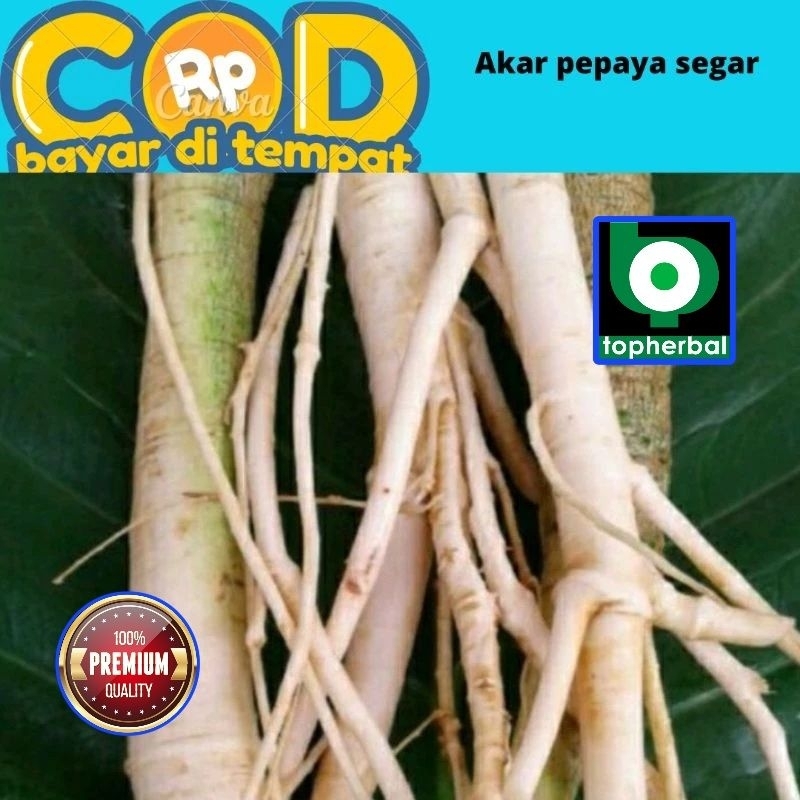 

Akar Pepaya Segar/Fresh 1000 Gram
