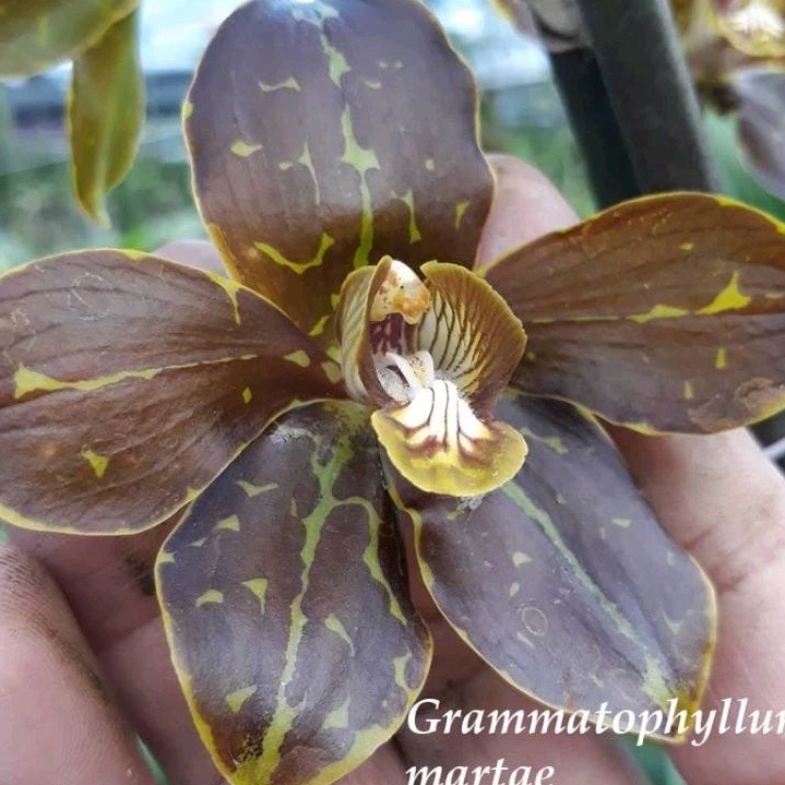 [ DEWASA ] GRAMMATOPHYLLUM MARTAE