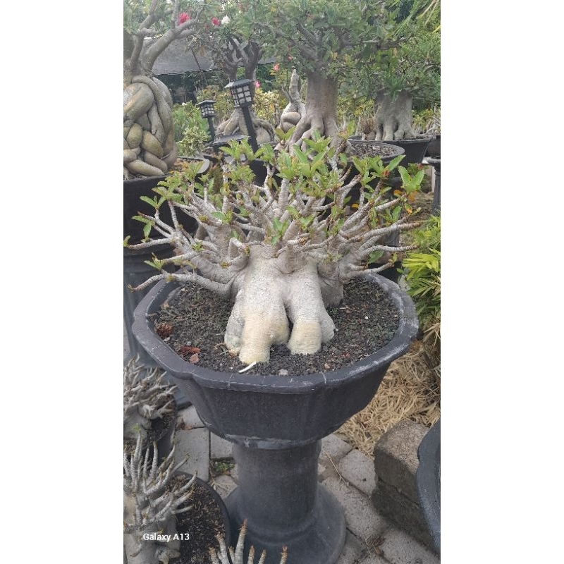 ADENIUM ARABICUM JUMBO ID. GODJI EMERALD TANK