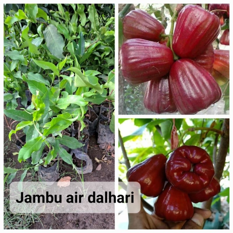 jambu dalhari