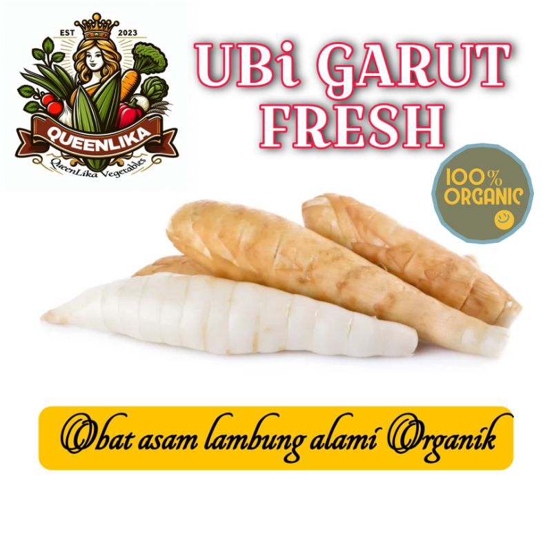 

Ubi Garut girut gaerut fresh organik obat asam lambung alami 1kg