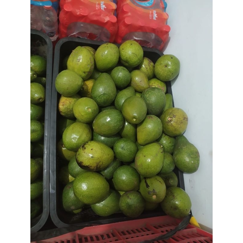 

Alpukat Mentega 1kg isi 5 up