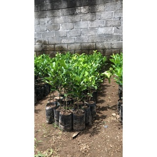 MURAH BIBIT JERUK PURUT/BIBIT BUAH JERUK PURUT/BIBIT BUAH JERUK PURUT BERKUALITAS