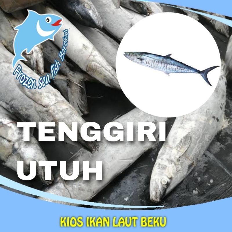 

ikan Tenggiri utuh berat 3 kg