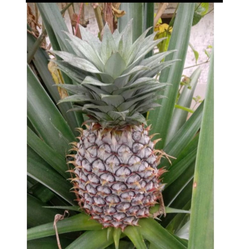 

nanas muda untuk melancarkan haid per buah