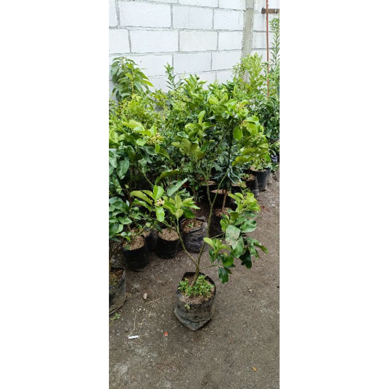 Bibit Jeruk Bali Sudah Berbunga,Berbuah