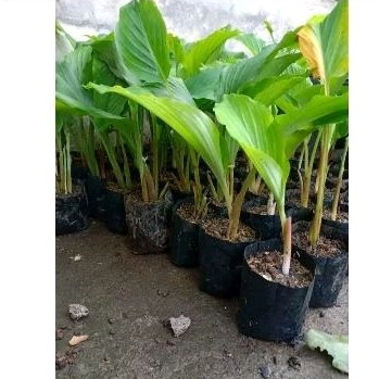 Bibit kunyit hitam kaempferia parviflora asli