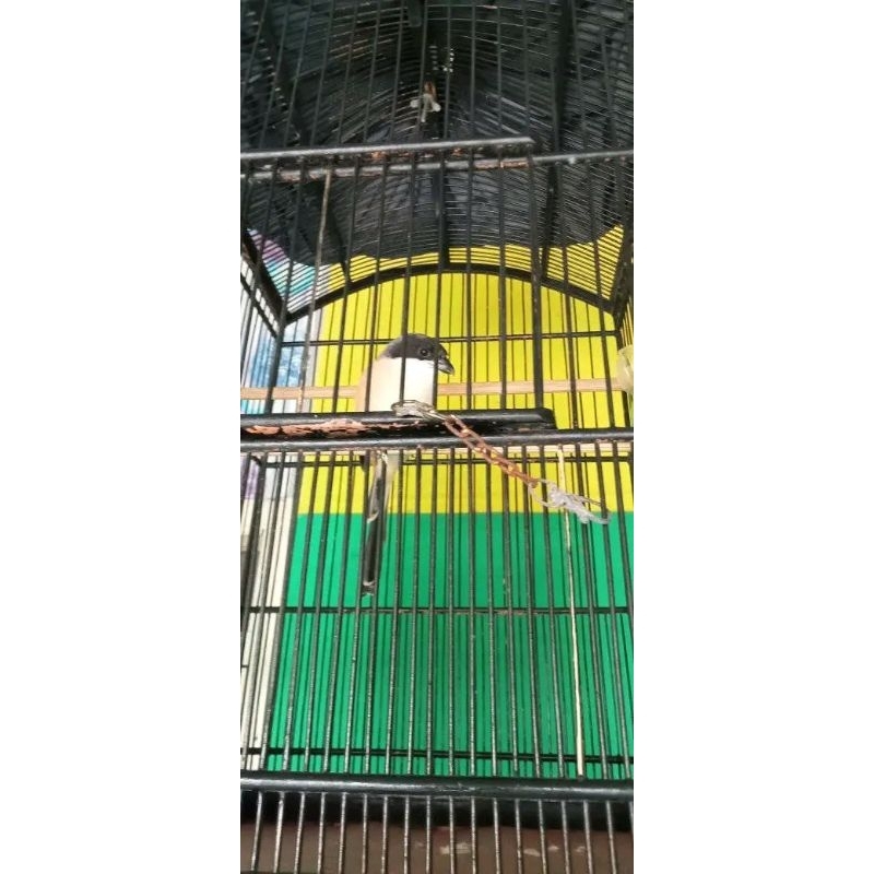 Burung pentet voer total rawatan jamin jantan mulus