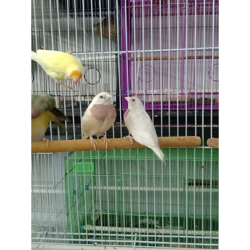 Gould Amadine silver finch 2pasang