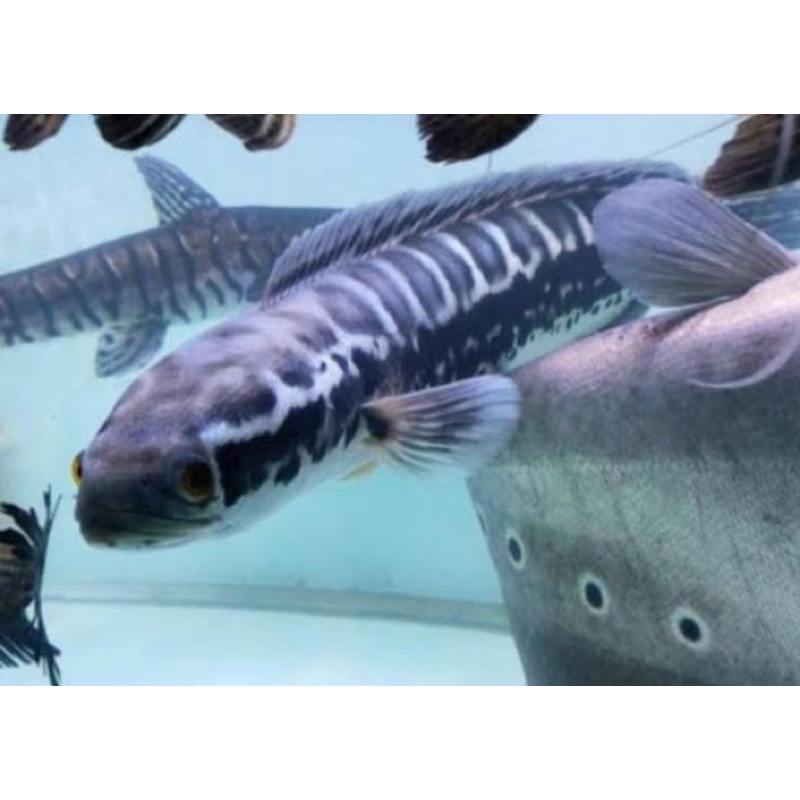 ikan toman predator baby size 3 cm