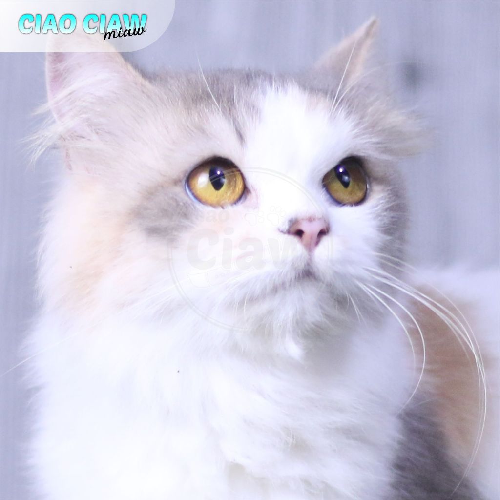 Kucing Persia Flatnose Calico Dillute Proven Longhair Bulu Kapas Betina 19 Bulan
