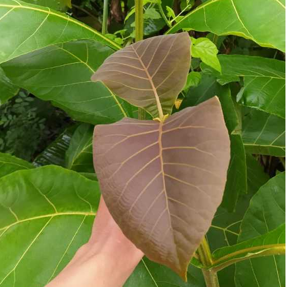 

Daun Jati Muda 2 Lembar Daun Untuk Ecoprint - Pewarna Alami