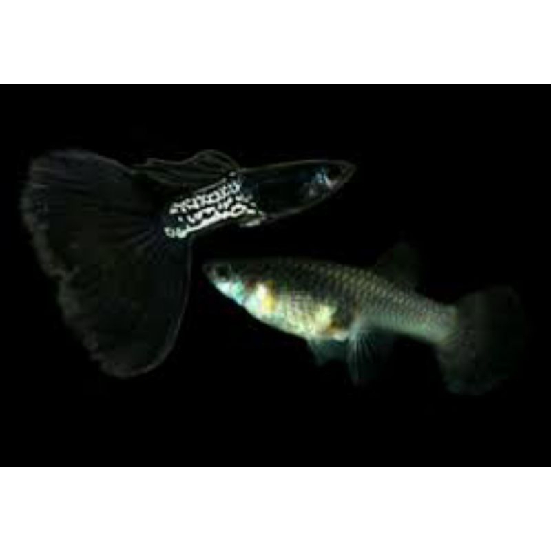 

Packing Styrofoam Guppy Metal Snake Skin Black Lace