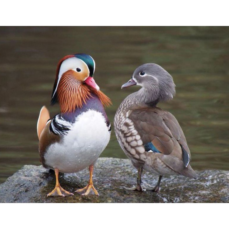 

Terupdate telur bebek hias Mandarin cantik 84