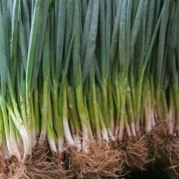 

WBCS3539 TEBUS MURAH Daun Bawang 5 gr