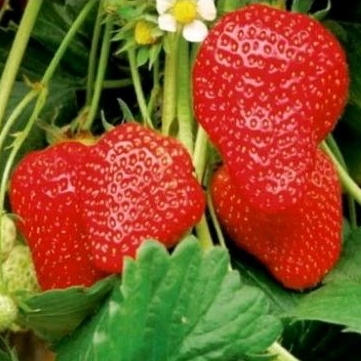 25 Benih biji strawberry giant fresh/strawbery jumbo california/Stroberi manis unggul