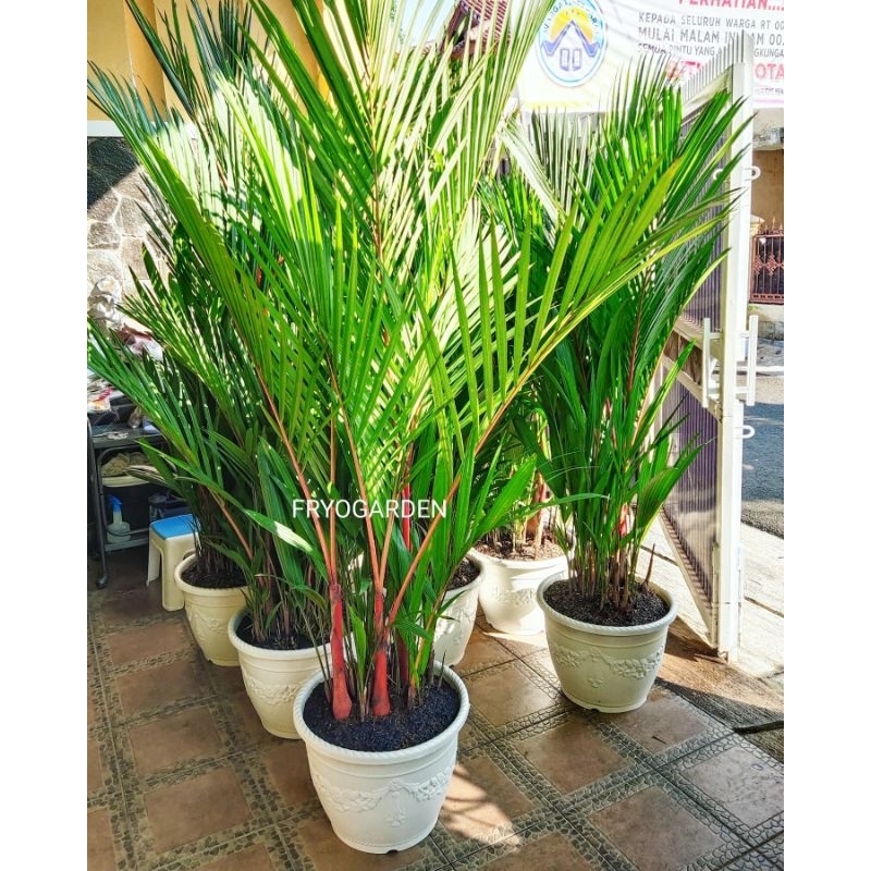 tanaman hias palem merah asli + pot tawon