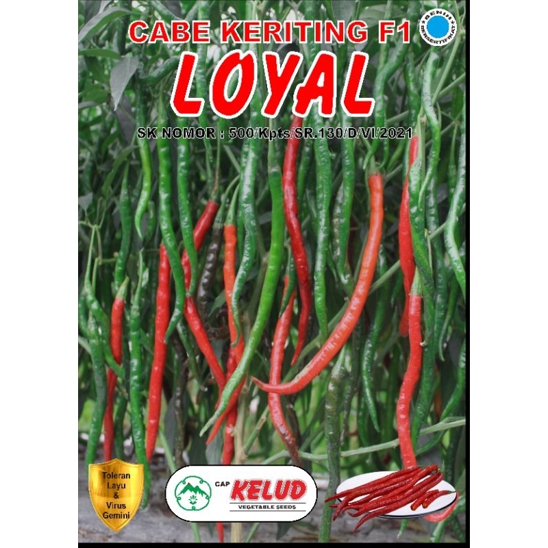 

Cabe Keriting Loyal Cap Kelud