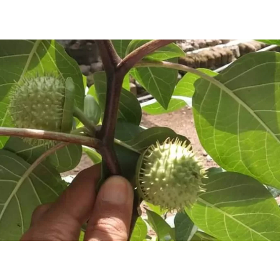 

buah kecubung fresh