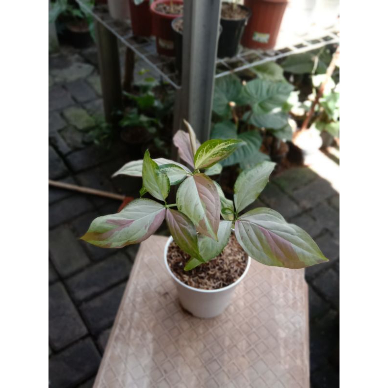 tanaman Syngonium pink salmon