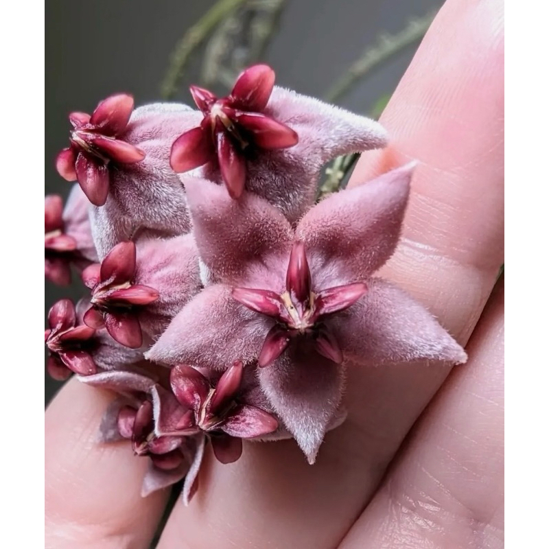 Hoya Piestolepis Sp | Plant Hoya | Hoya Bunga Cantik | Hoya Murah