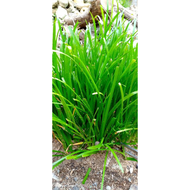 paket bunga Vanda +amarilis +Lily rain