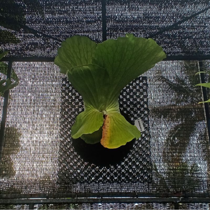 Platycerium Elephantotis hijau