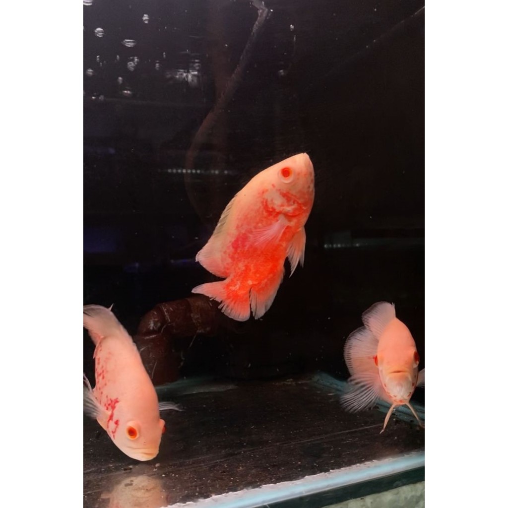 OSCAR TIGER ALBINO & OSCAR PARIS ALBINO GOOD MARKING