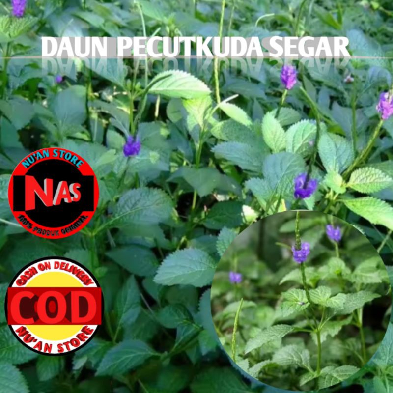 

Daun pecutkuda segar kemasan 500grm