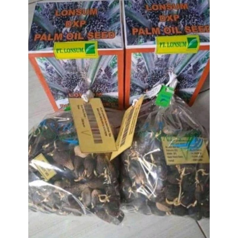 bibit cambah sawit lonsum unggulan