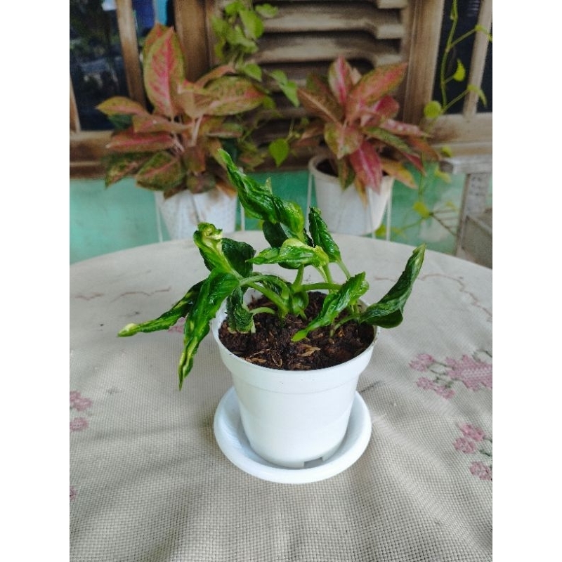 Epipremnum Shangrila Varigata