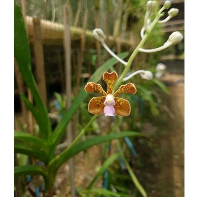 Vanda limbata