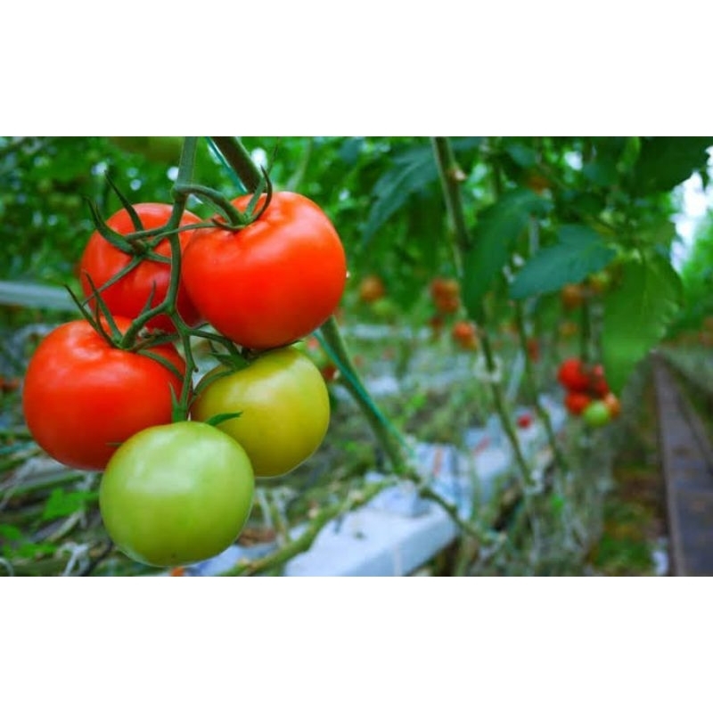 

buah tomat fresh