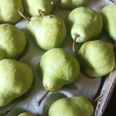 

Buah Pear packam Hijau