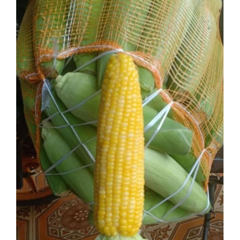 

jagung