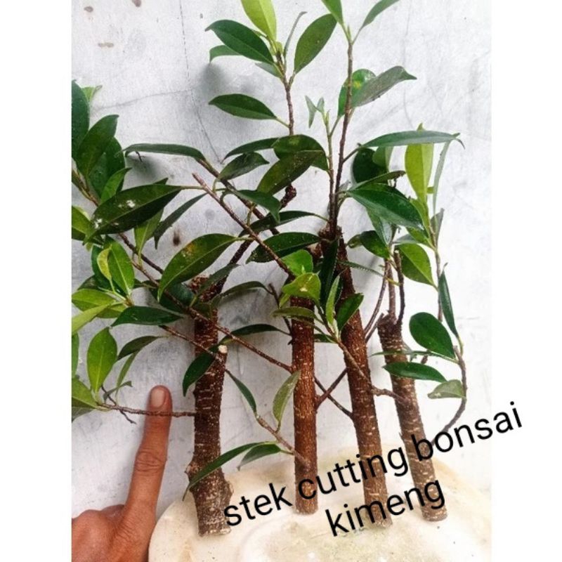4 biji stek bahan bonsai kimeng mudah tumbuh