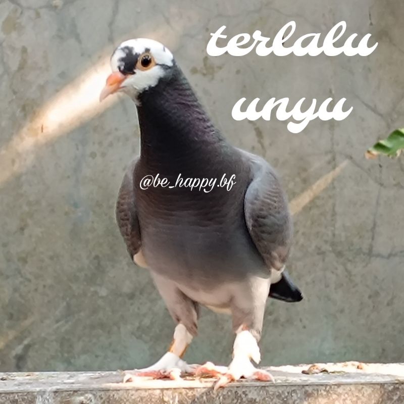 Mainan merpati blantong megan jembros