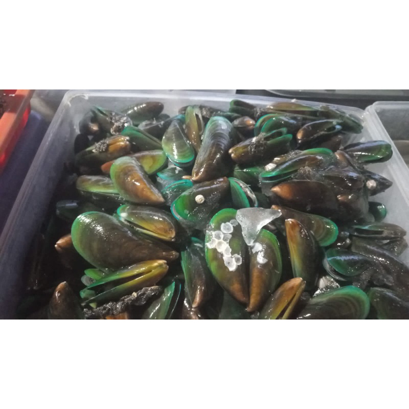 

kerang hijau segar