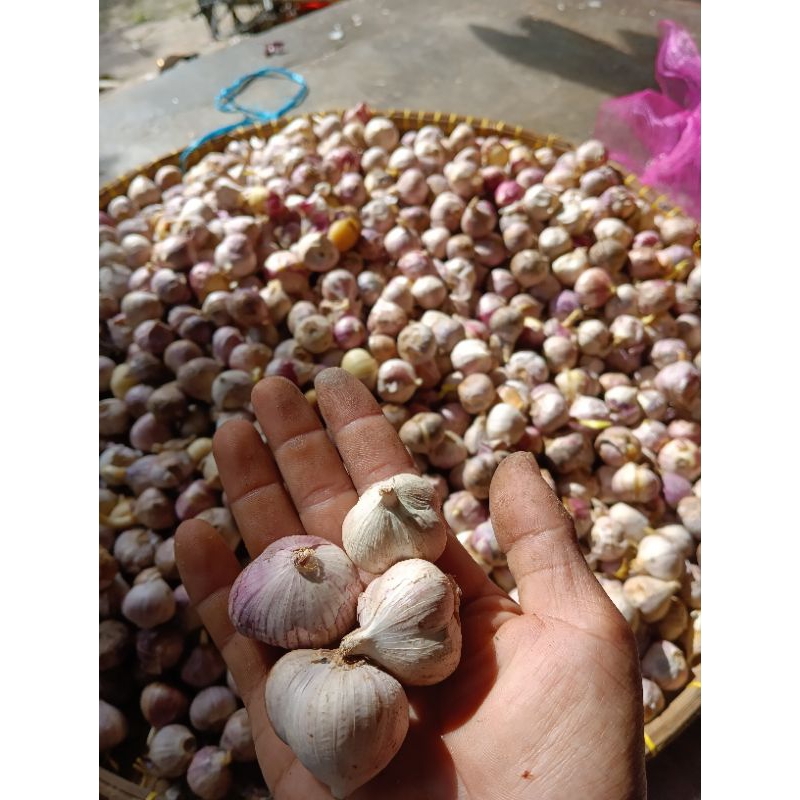 

Bawang importir bekas 1kg