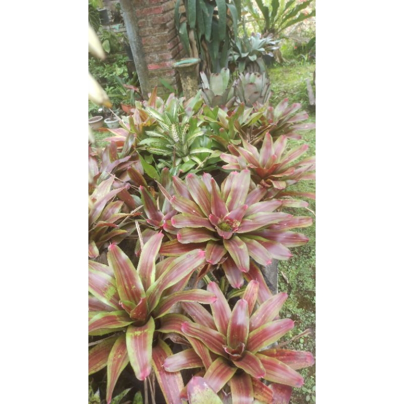Tanaman Bromelia Neoregelia Amazing Grace