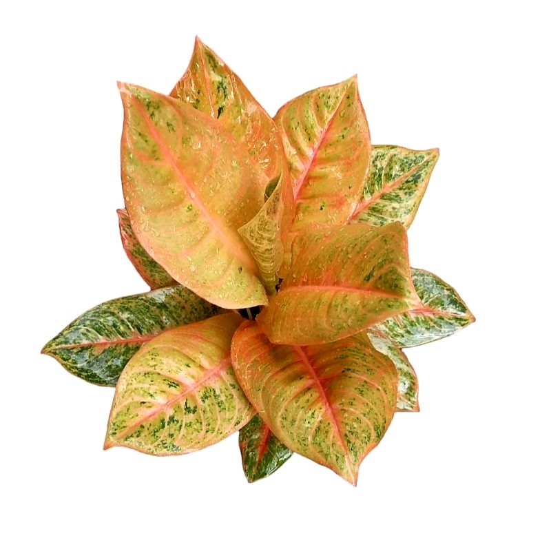 Tanaman Hias Aglonema HarleQueen Tanaman Hias Bunga Aglonema Aglaonema HarleQueen Mutasi Merah Murah