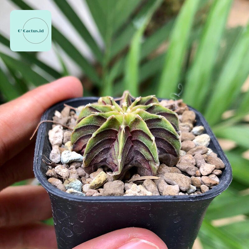 Gymnocalycium LB 2178 original ( kaktus gymno lb2178 ori seedling tanaman hias hidup gurun hadiah gi