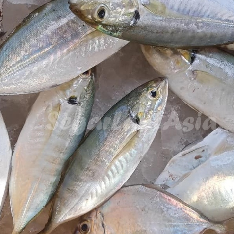 

Ikan Kembung Segar Ikan Kembung Como Ikan Laut Basah Segar 1Kg