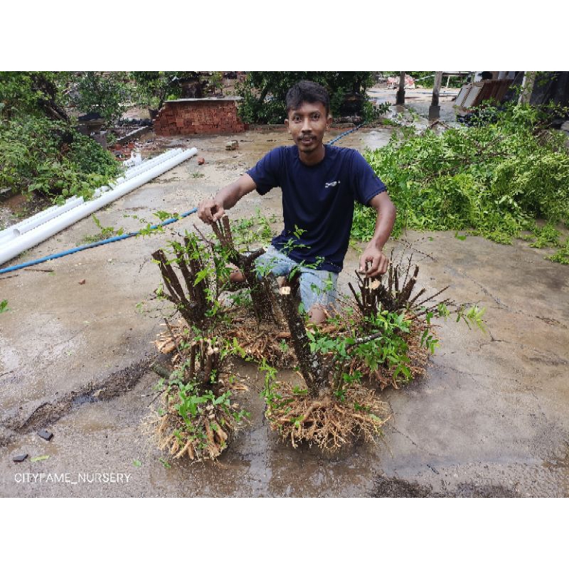 Bonsai Anting Putri program akar
