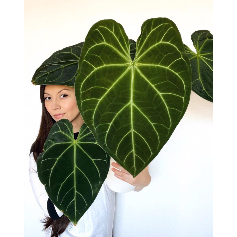 Anthurium Magnificum Seedling-magnificum best seller