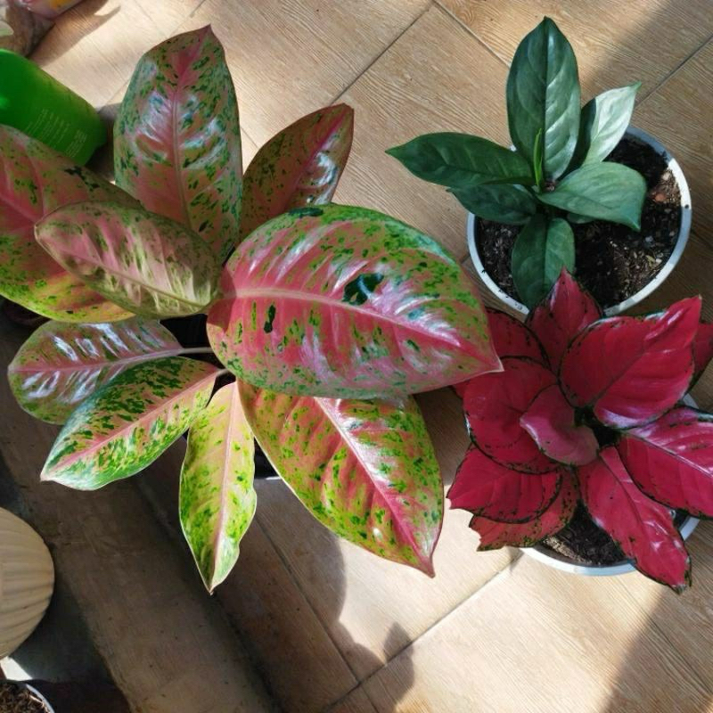 METAN POROUS 3KG. Media tanam Aglonema Fermentasi kemasan Besar ukuran 3Kg