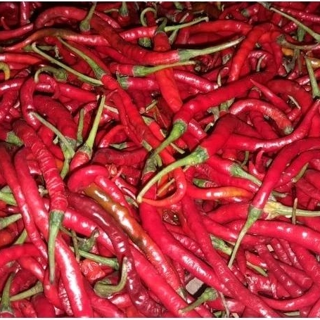 

cabe merah keriting besar segar 250gr