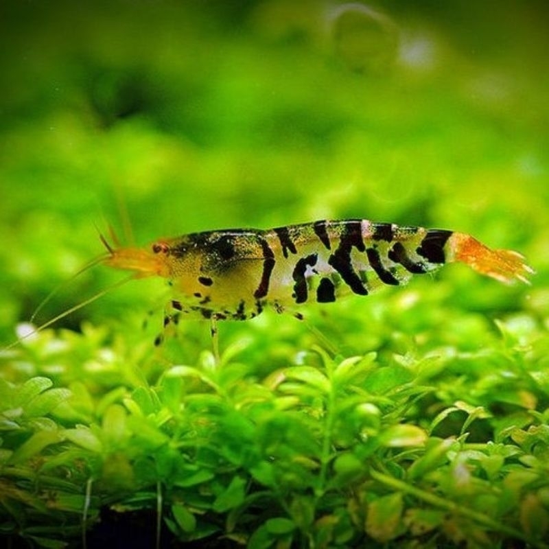Black tiger udang hias aksesoris aquarium udang hias black tiger hiasan aquarium